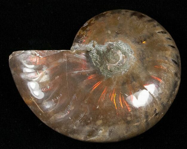 Flashy Red Iridescent Ammonite - Wide #16693
